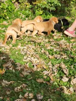 Daisy, a female Labrador Retriever for sale in Pilot Mound, IA – 5 of 8