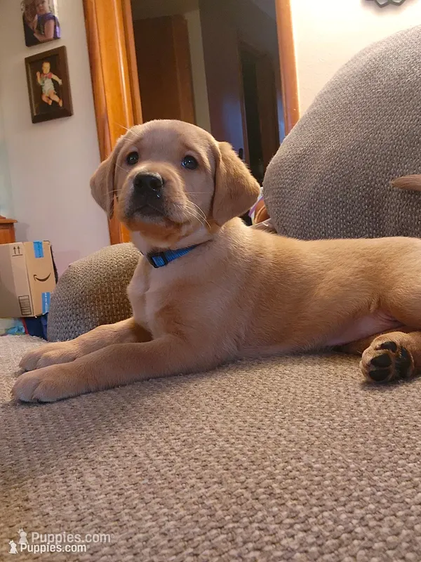 Daisy – Labrador Retriever puppy for sale in Pilot Mound, IA
