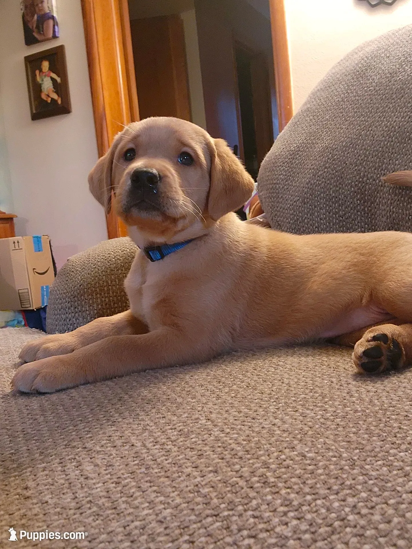 Daisy, a female Labrador Retriever for sale in Pilot Mound, IA – 1 of 8