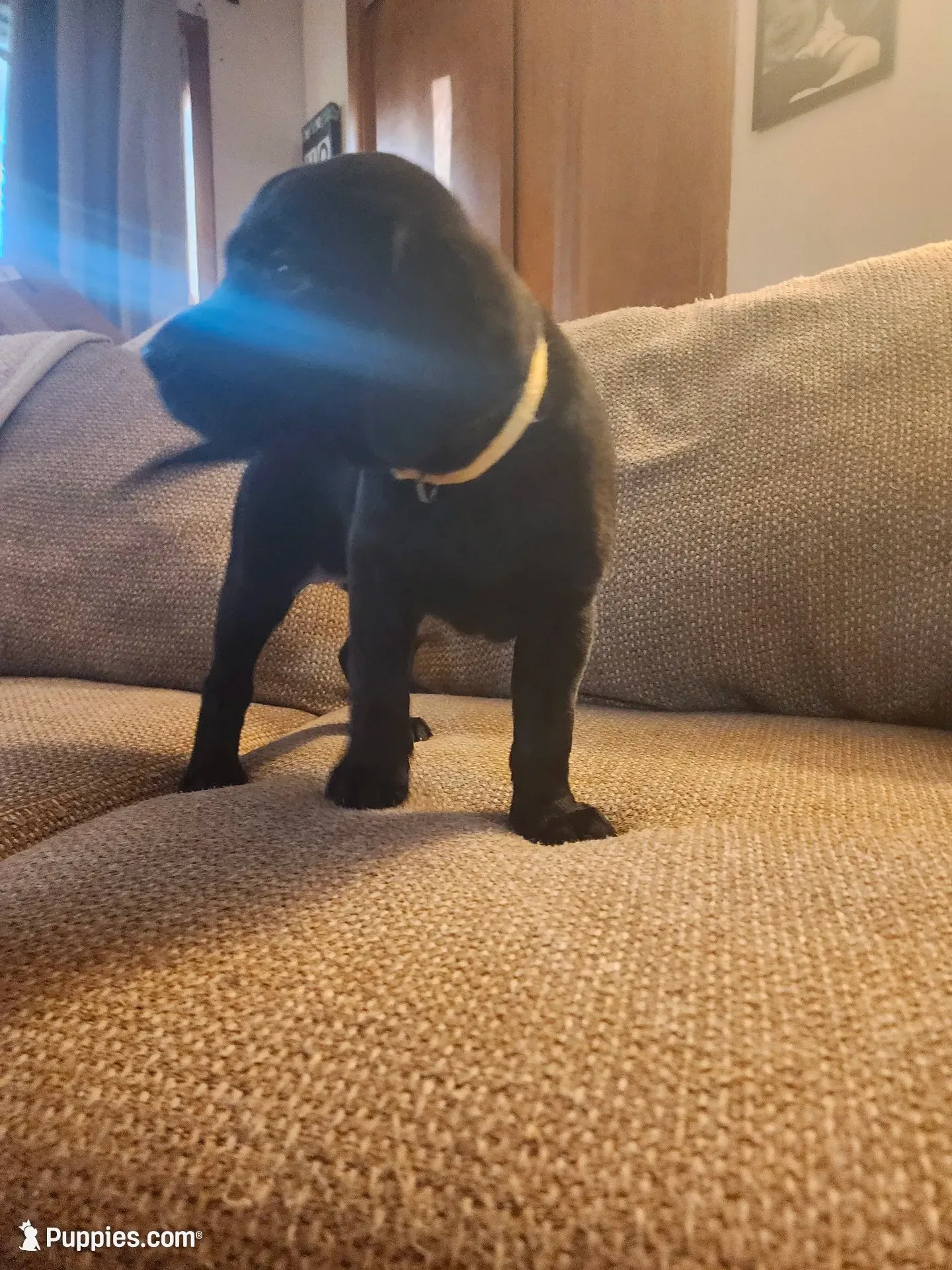 Dorothy , a female Labrador Retriever for sale in Pilot Mound, IA – 5 of 7