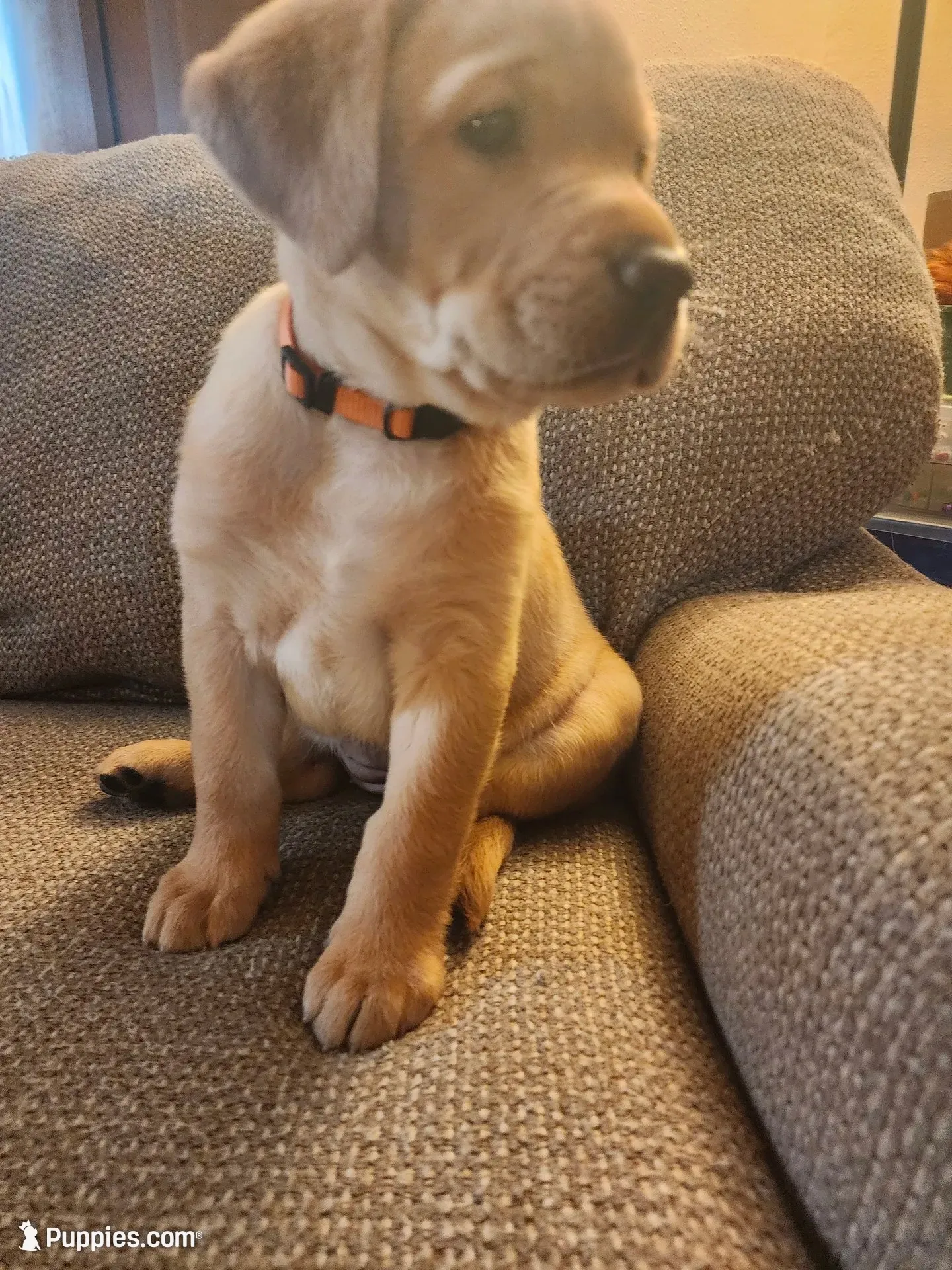 Rosie, a female Labrador Retriever for sale in Pilot Mound, IA – 2 of 9