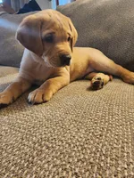 Maximus, a male Labrador Retriever for sale in Pilot Mound, IA – 4 of 8