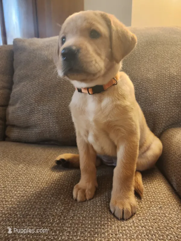 Rosie – Labrador Retriever puppy for sale in Pilot Mound, IA