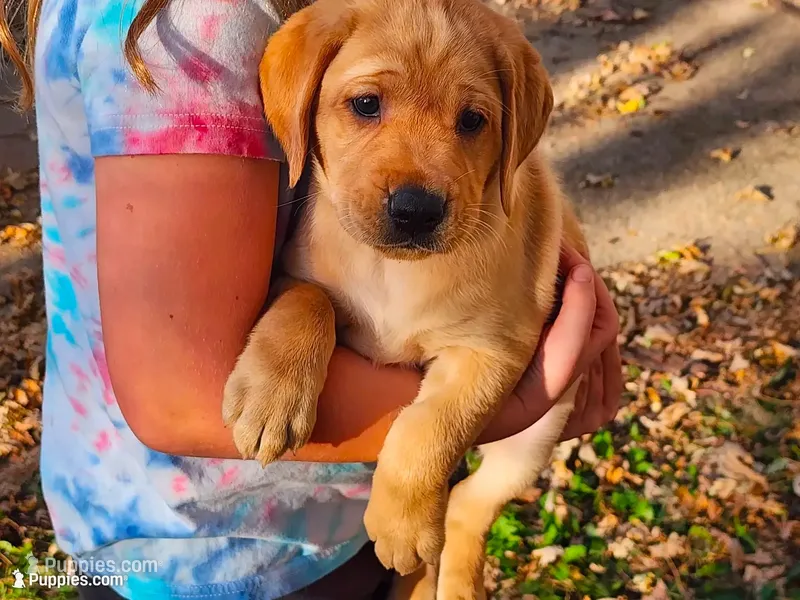 Almond – Labrador Retriever puppy for sale in Pilot Mound, IA