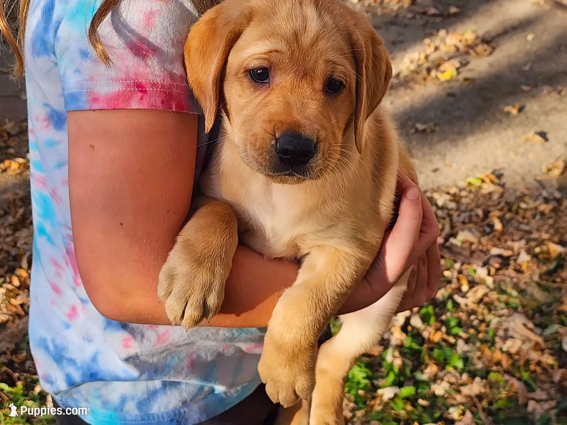 Almond, a female Labrador Retriever for sale in Pilot Mound, IA – 3 of 6