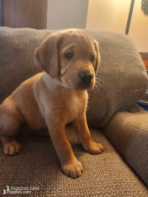 Echo – Labrador Retriever puppy for sale in Pilot Mound, IA