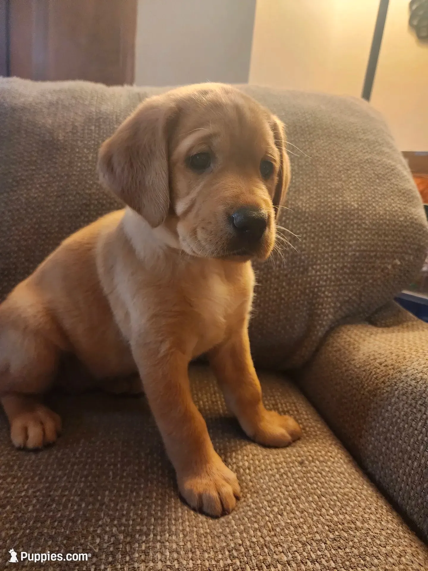 Echo, a female Labrador Retriever for sale in Pilot Mound, IA – 1 of 5
