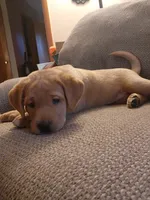 Daisy, a female Labrador Retriever for sale in Pilot Mound, IA – 3 of 8