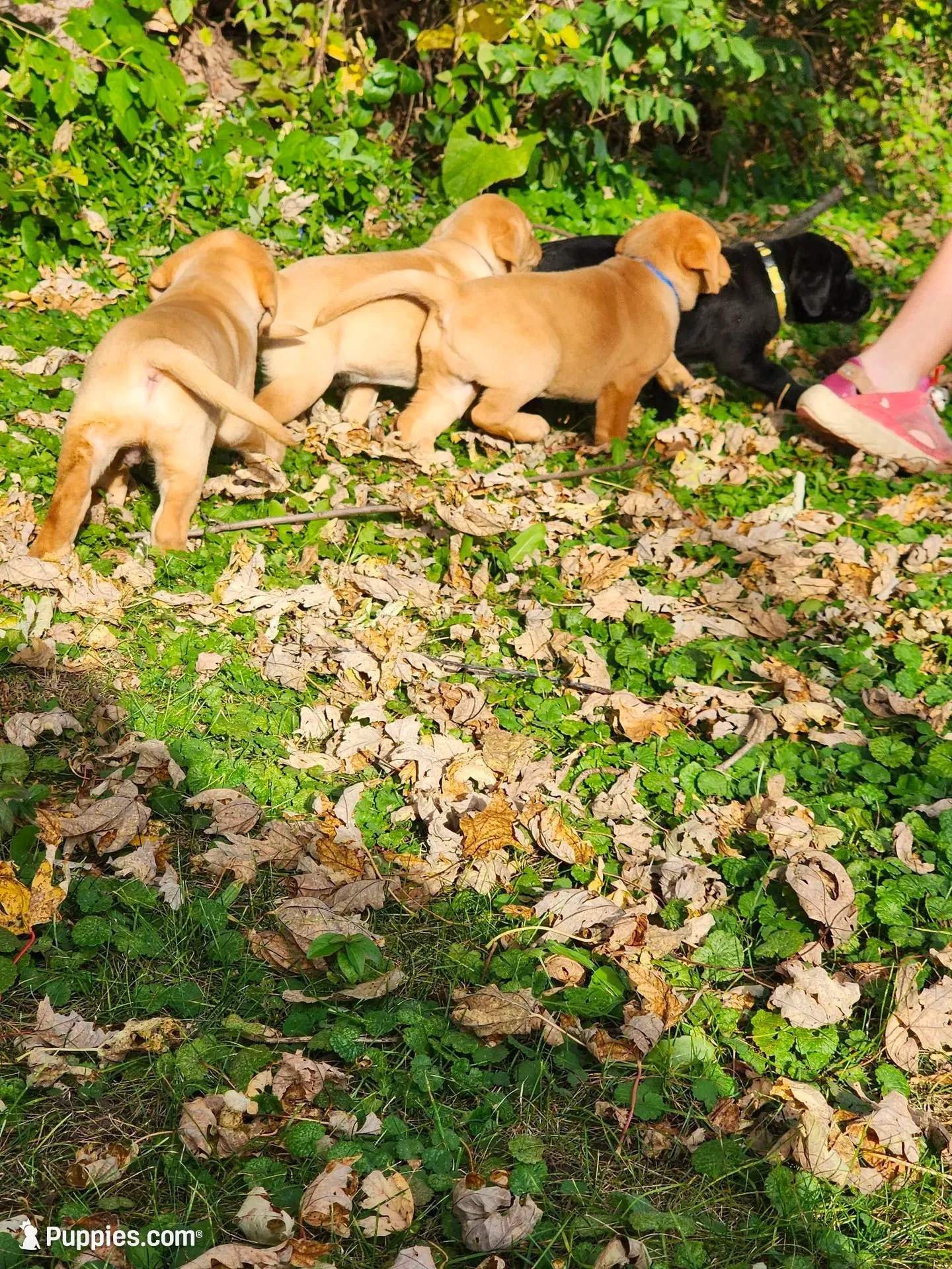 Rosie, a female Labrador Retriever for sale in Pilot Mound, IA – 9 of 9