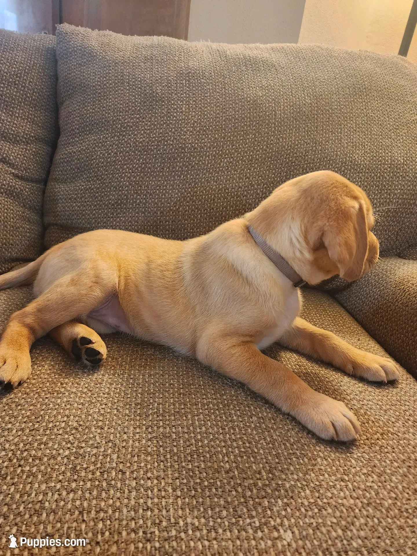 Almond, a female Labrador Retriever for sale in Pilot Mound, IA – 2 of 6