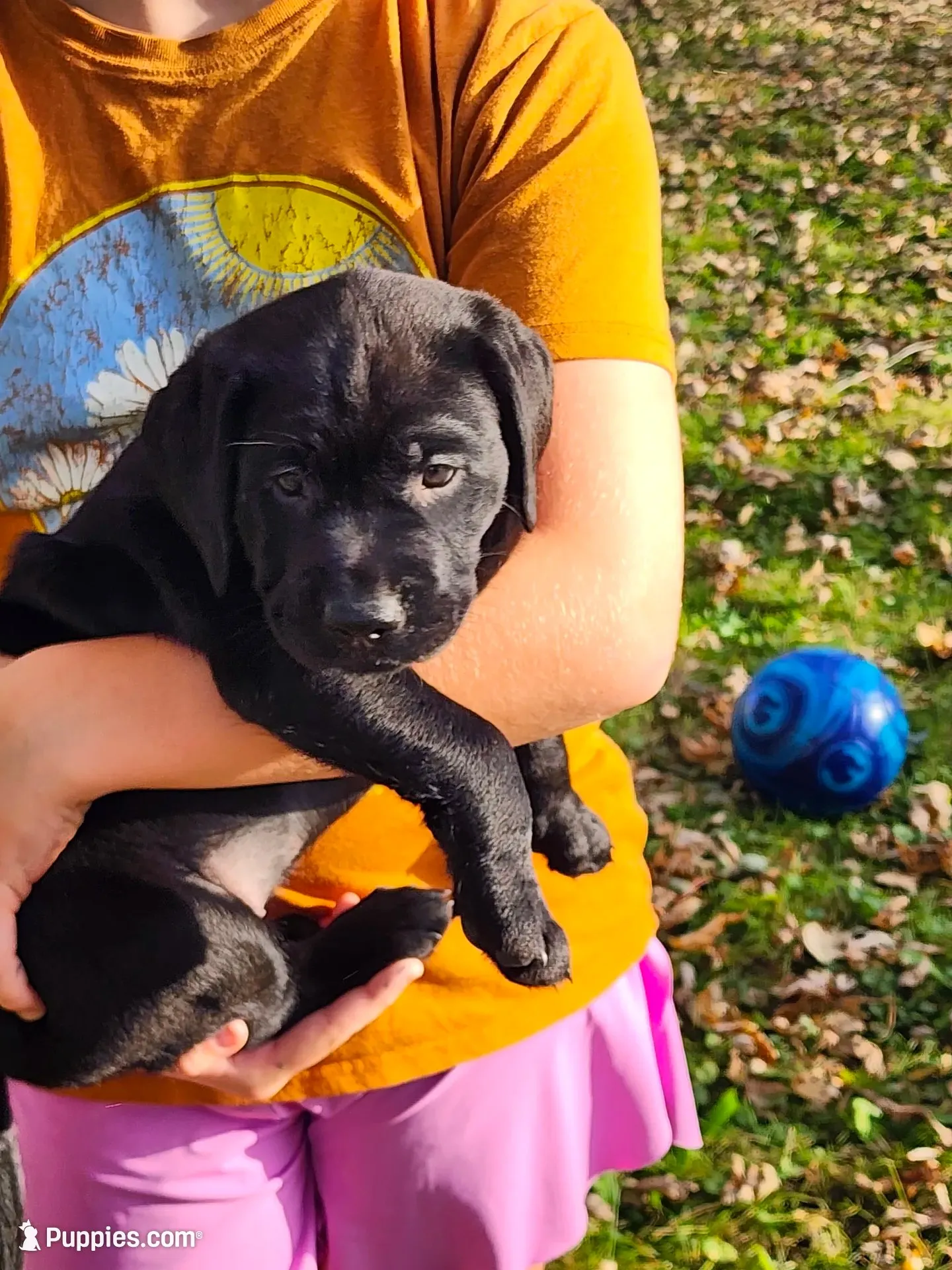 Dorothy , a female Labrador Retriever for sale in Pilot Mound, IA – 1 of 7