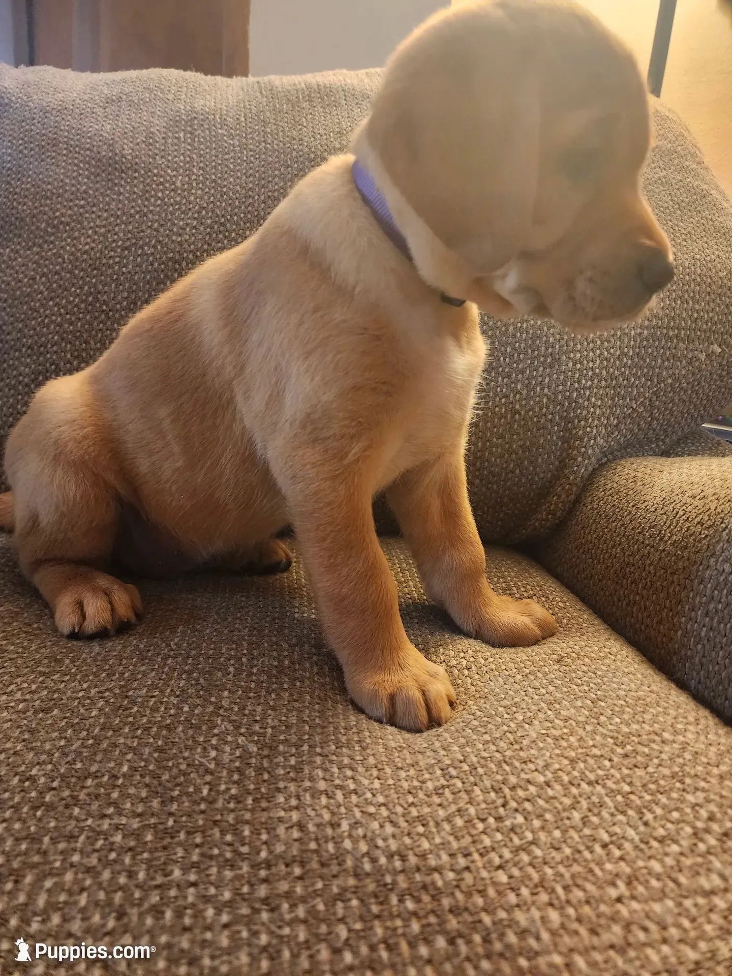 Echo, a female Labrador Retriever for sale in Pilot Mound, IA – 2 of 5