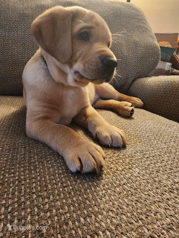 Maximus – Labrador Retriever puppy for sale in Pilot Mound, IA