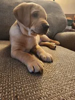 Maximus, a male Labrador Retriever for sale in Pilot Mound, IA – 1 of 8