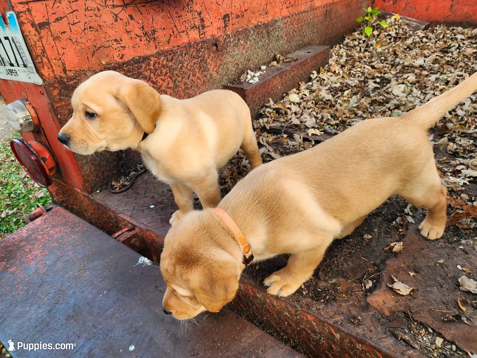 Rosie, a female Labrador Retriever for sale in Pilot Mound, IA – 6 of 9