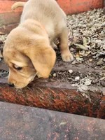 Rosie, a female Labrador Retriever for sale in Pilot Mound, IA – 5 of 9
