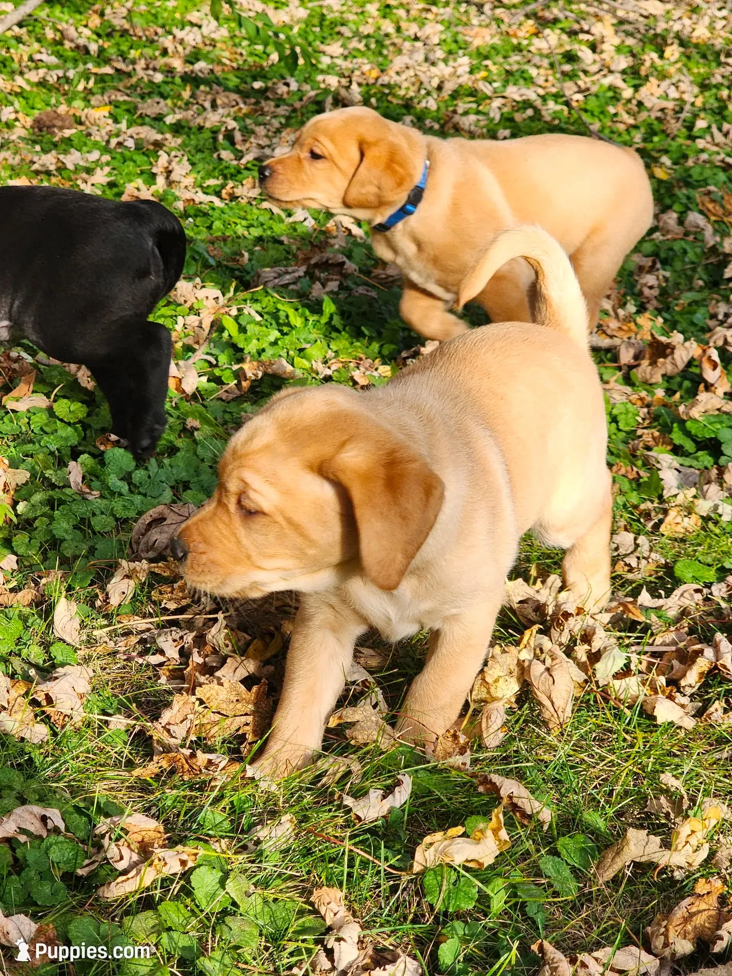 Daisy, a female Labrador Retriever for sale in Pilot Mound, IA – 4 of 8