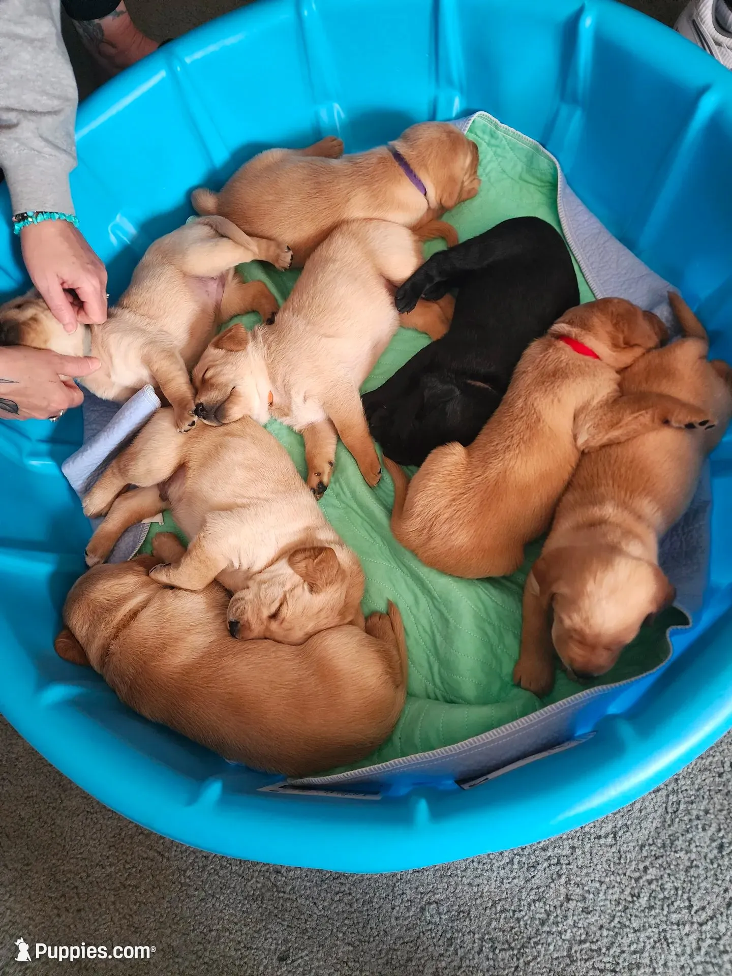 Echo, a female Labrador Retriever for sale in Pilot Mound, IA – 4 of 5
