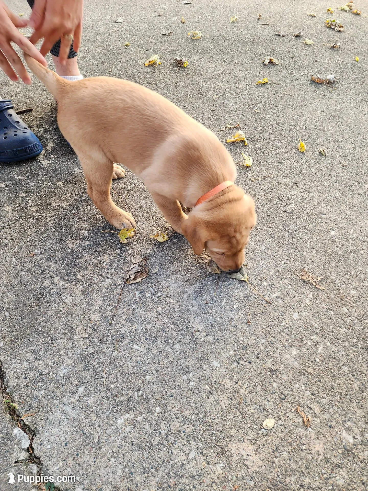 Rosie, a female Labrador Retriever for sale in Pilot Mound, IA – 7 of 9