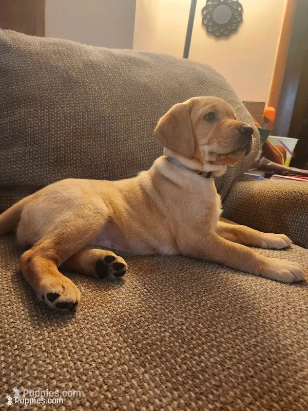 Almond – Labrador Retriever puppy for sale in Pilot Mound, IA