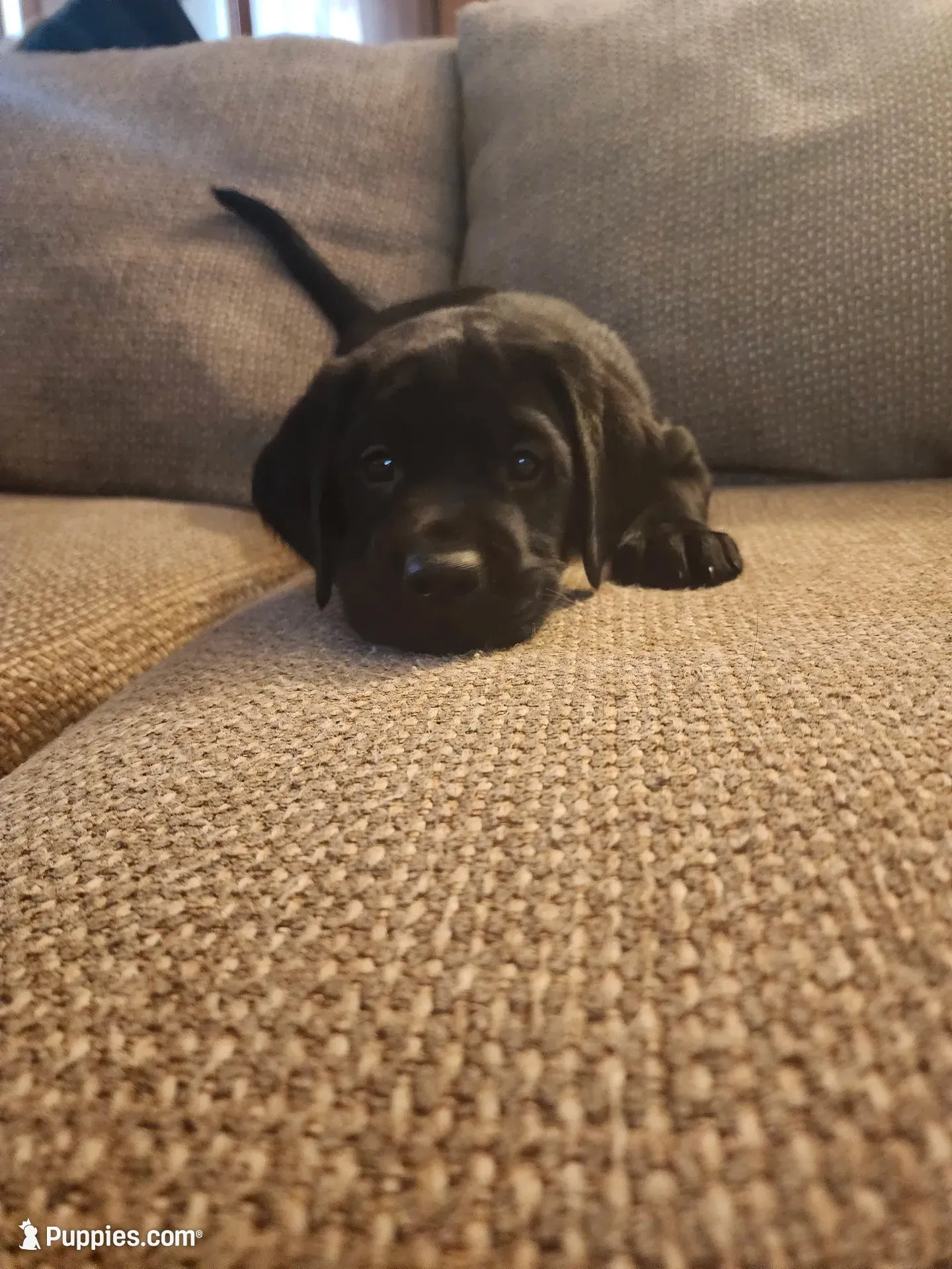 Dorothy , a female Labrador Retriever for sale in Pilot Mound, IA – 3 of 7