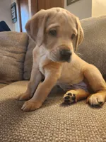 Maximus, a male Labrador Retriever for sale in Pilot Mound, IA – 2 of 8
