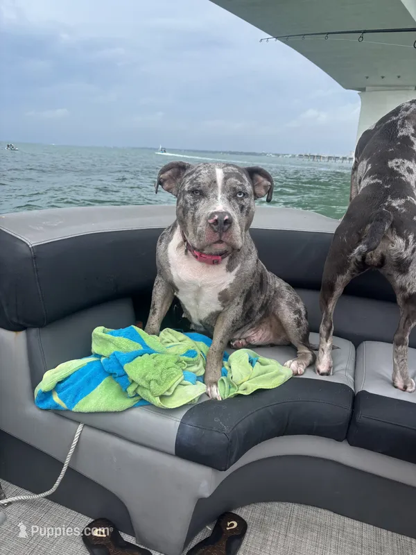 Luna – American Bully puppy for sale in Kissimmee, FL