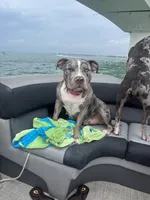 Luna, a female American Bully for sale in Kissimmee, FL – 1 of 1
