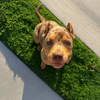 Cocoa, a female American Bully for sale in Kissimmee, FL – 2 of 2