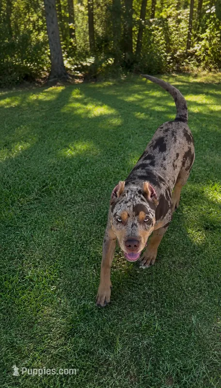 Cocoa – American Bully puppy for sale in Kissimmee, FL