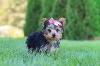 Clover, a female Yorkshire Terrier for sale in Baltic, OH – 2 of 9