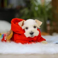 Milo, a male Miniature Schnauzer for sale in Baltic, OH – Photo 7 of 7