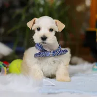 Milo, a male Miniature Schnauzer for sale in Baltic, OH – Photo 2 of 7