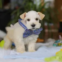 Milo, a male Miniature Schnauzer for sale in Baltic, OH – Photo 6 of 7