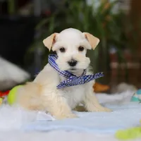 Milo, a male Miniature Schnauzer for sale in Baltic, OH – Photo 3 of 7
