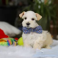 Milo, a male Miniature Schnauzer for sale in Baltic, OH – Photo 4 of 7