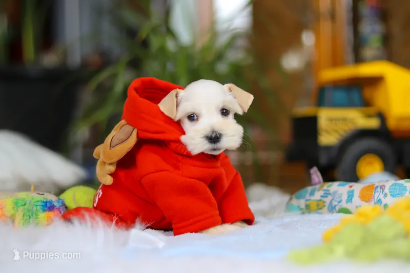 Milo – Miniature Schnauzer puppy on hold in Baltic, OH