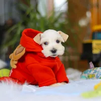 Milo, a male Miniature Schnauzer for sale in Baltic, OH – Photo 1 of 7