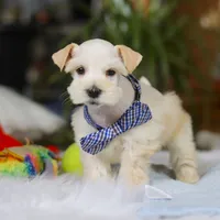 Milo, a male Miniature Schnauzer for sale in Baltic, OH – Photo 5 of 7