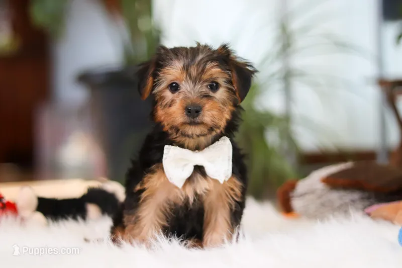 Brianna – Yorkshire Terrier puppy for sale in Baltic, OH