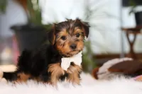 Brianna, a female Yorkshire Terrier for sale in Baltic, OH – Photo 3 of 7