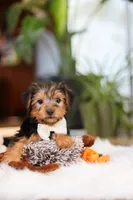 Brianna, a female Yorkshire Terrier for sale in Baltic, OH – Photo 2 of 7