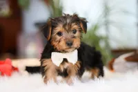 Brianna, a female Yorkshire Terrier for sale in Baltic, OH – Photo 4 of 7