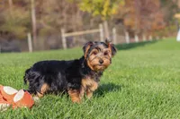 Bennet, a male Yorkshire Terrier for sale in Baltic, OH – 8 of 10