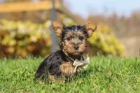 Rowan, a male Yorkshire Terrier for sale in Baltic, OH – 3 of 8
