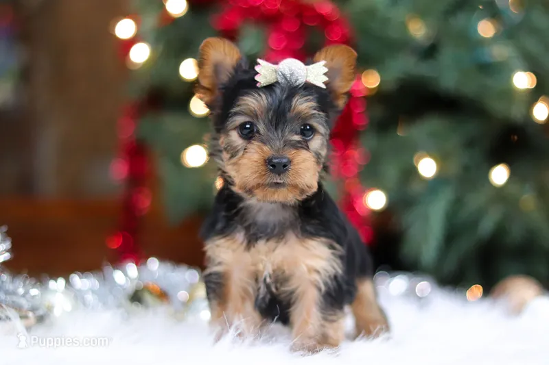 Stella – Yorkshire Terrier puppy on hold in Baltic, OH