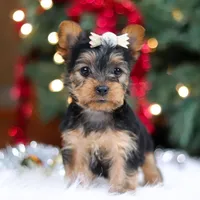 Stella, a female Yorkshire Terrier for sale in Baltic, OH – Photo 1 of 7
