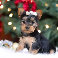Stella, a female Yorkshire Terrier for sale in Baltic, OH – Photo 3 of 7