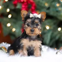 Stella, a female Yorkshire Terrier for sale in Baltic, OH – Photo 2 of 7