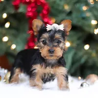 Stella, a female Yorkshire Terrier for sale in Baltic, OH – Photo 7 of 7